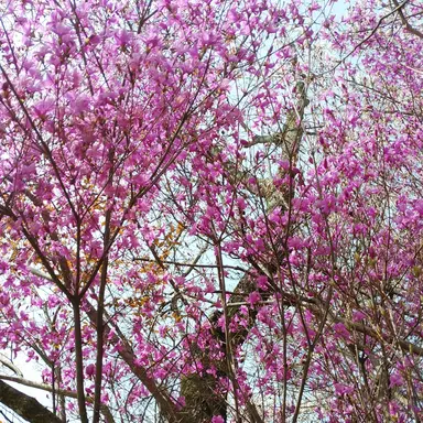 Profile image of るきや