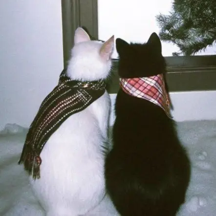 stayr의 Merry Christmas