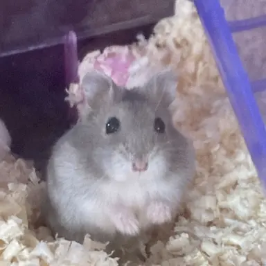 Profile image of 敵さん