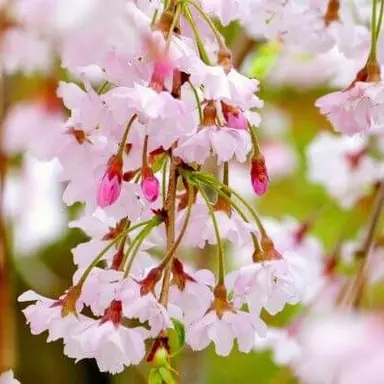 Profile image of Heisuke