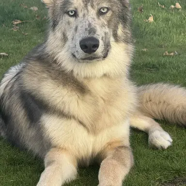 Profile image of Jack