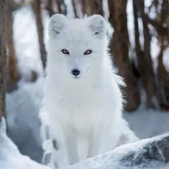 Profile image of 라이