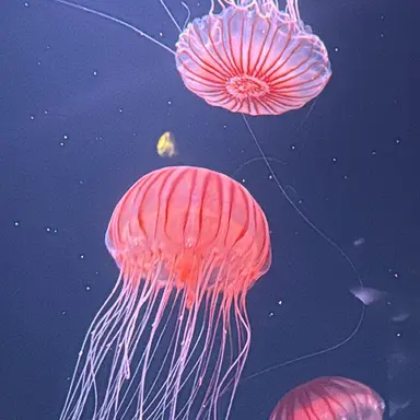 Profile image of ヨンベ