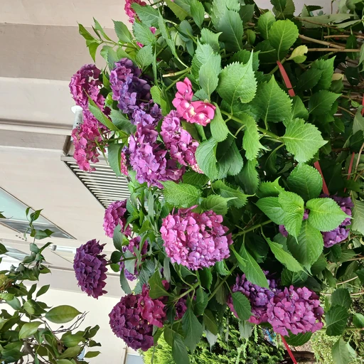 이경법