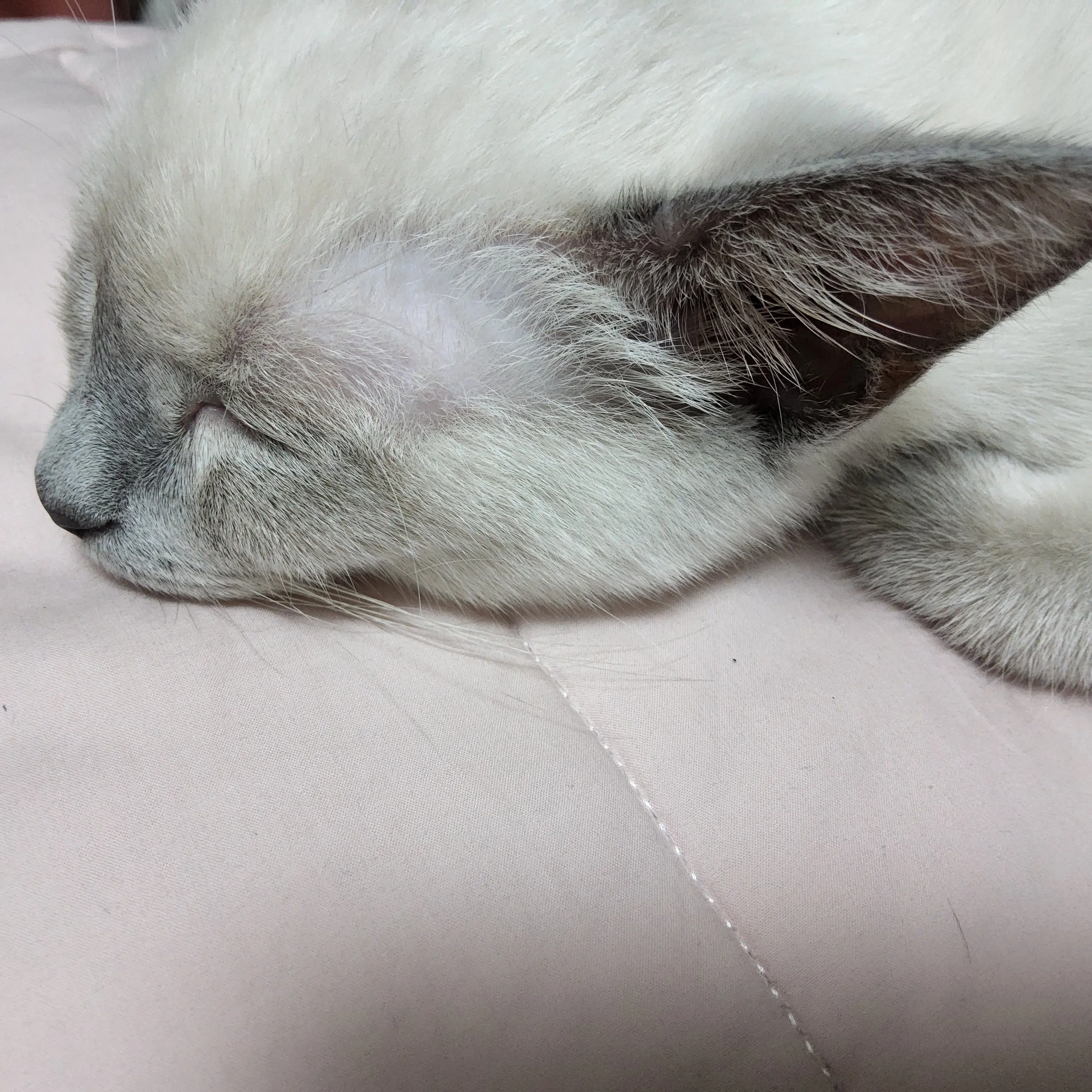 fairy_and_muscle의 냥이 몰래 라면먹기