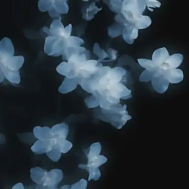Profile image of 사토시
