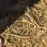 TimidMap0284의 Eleonora Dubois Mateo Vargas