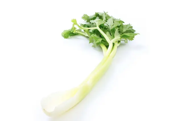 Profile image of セリ