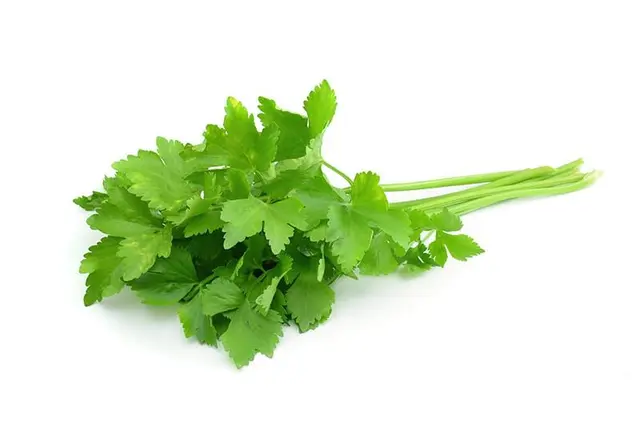 Profile image of ハク