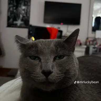 Profile image of Ari