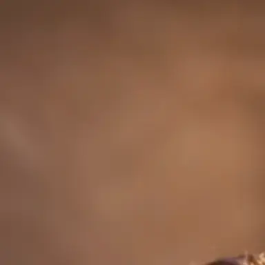 Profile image of 구이보