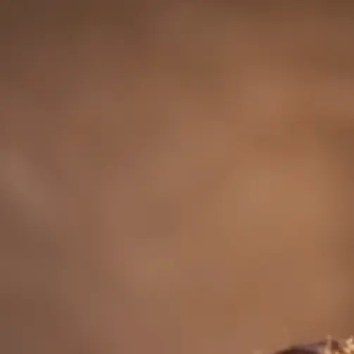 ClumsyWall4215의 구이보