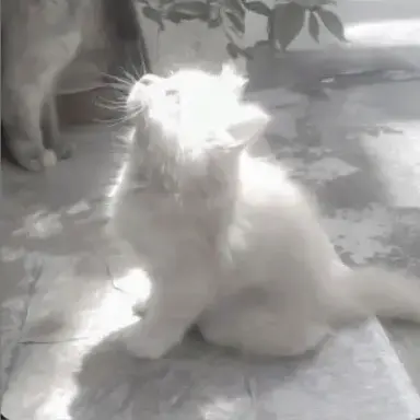 Profile image of どぬく