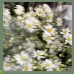 Profile image of もふ