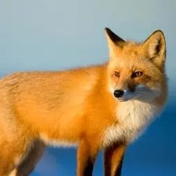 Profile image of 여우