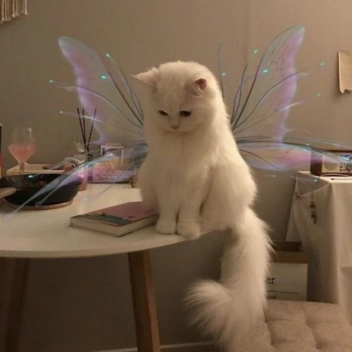 두부