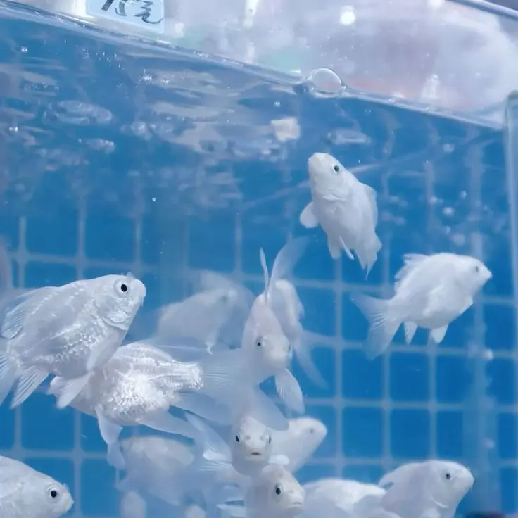 Showyoooo의 선생님이 제 빛이에요,알잖아요…네.?