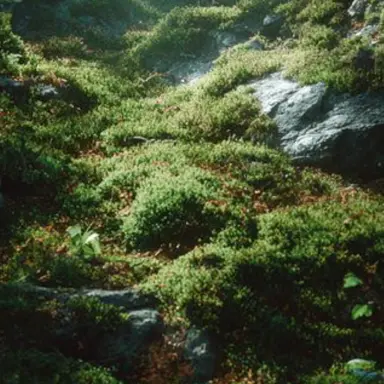 Profile image of 공룡