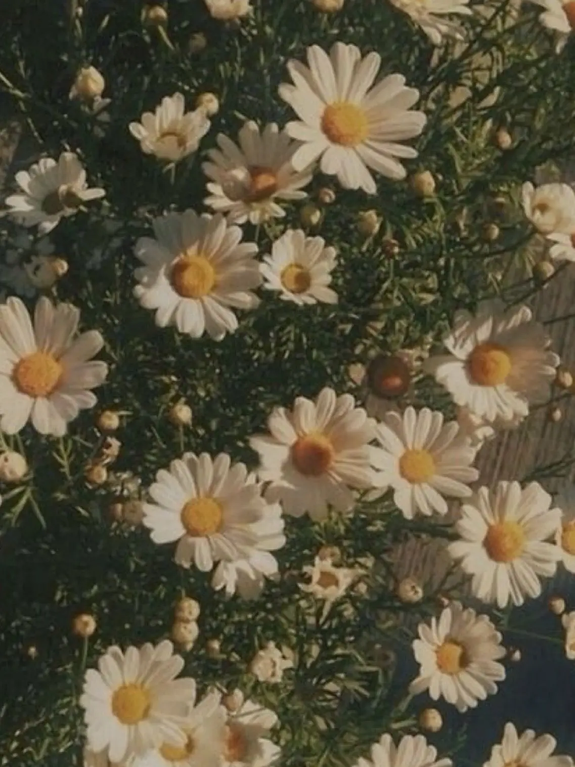 ClumsyHate5250의 距離が近いほど感じる愛。