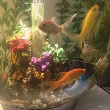 Profile image of 스페인