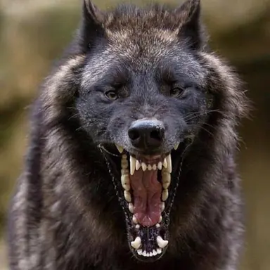Profile image of 늑대