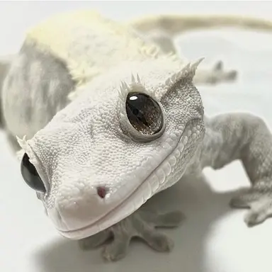 Profile image of 이자헌