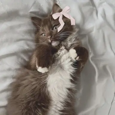 Profile image of 권수현