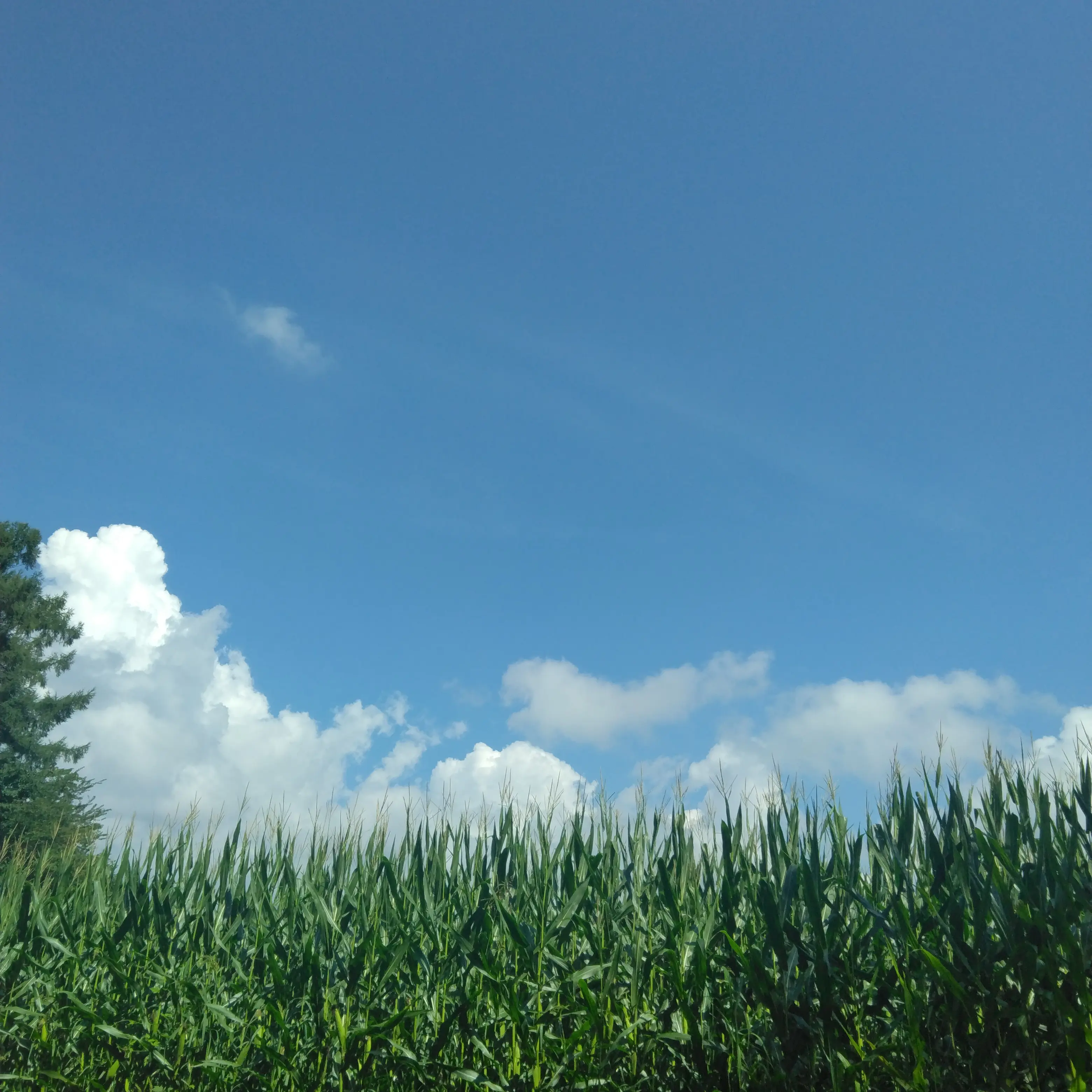 JoyfulGoose0120의 実験