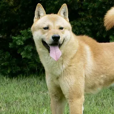 Profile image of 진돛개