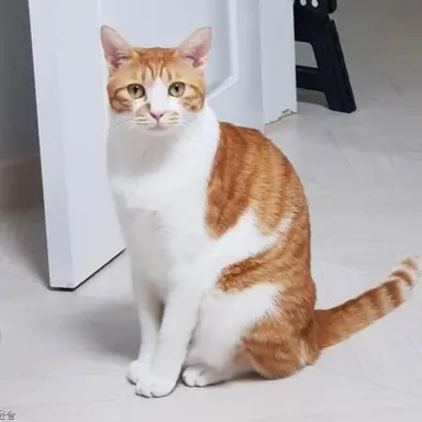 Profile image of 치즈 고양이