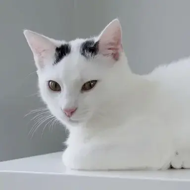 Profile image of 젗소 고양이