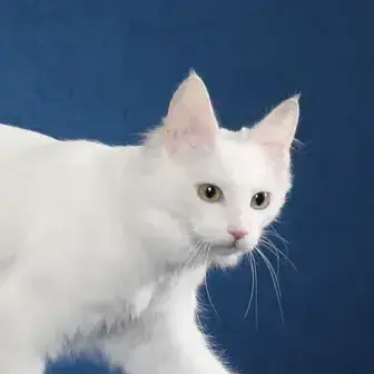 Profile image of 힌고양이