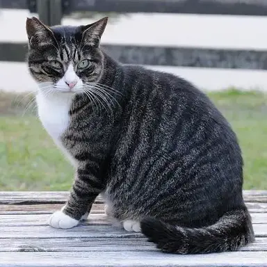 Profile image of 고등어 냥이