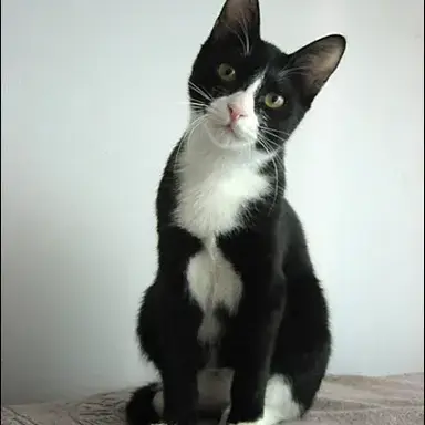 Profile image of 턱시도 고양이