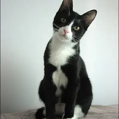 FussyGrebe8863의 고양이들