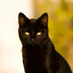 Profile image of 검은 고양이