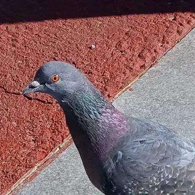 Profile image of 비둘기