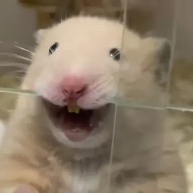 Profile image of 유기사 준브레드