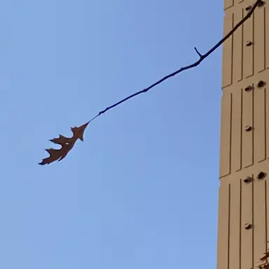 Profile image of 토도로키 토우야