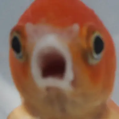 Profile image of 물고기