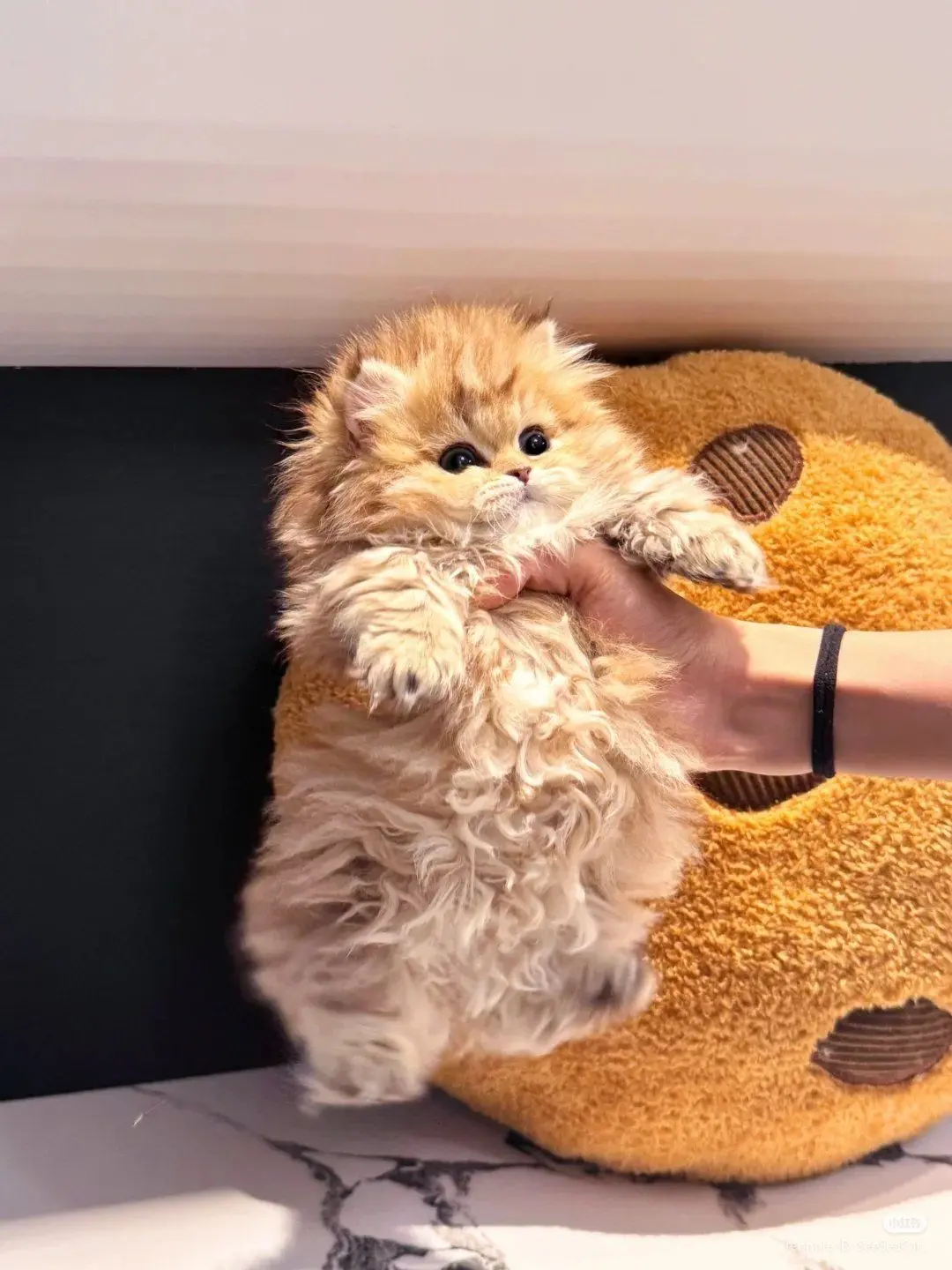 jr_tnk3의 わたしのねこちゃん