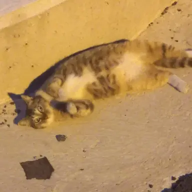 Profile image of 리 레볼루션