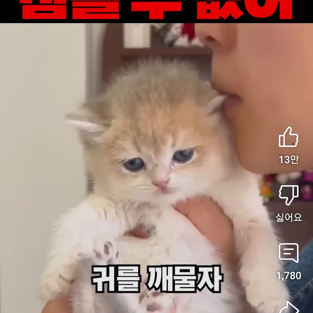 냥 대표 이미지