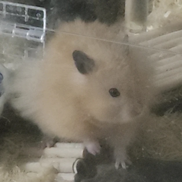 호시나