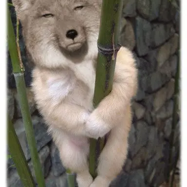 Profile image of 여우