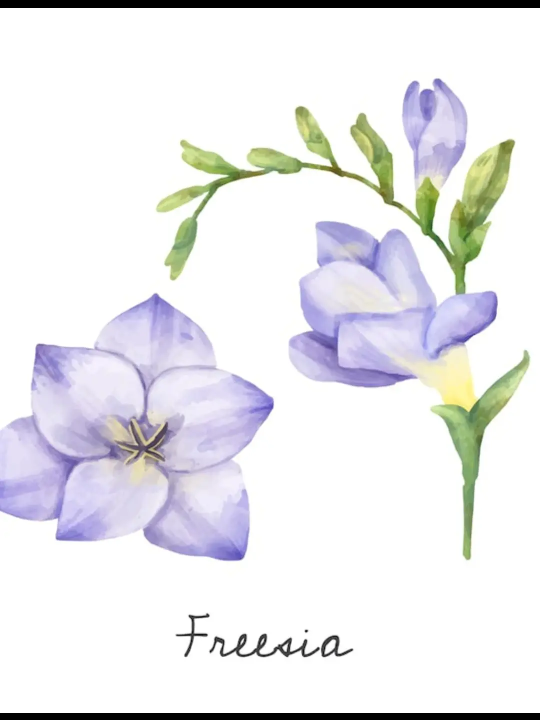 BrashTray6623의 순애라는 꽃말은... 🌺