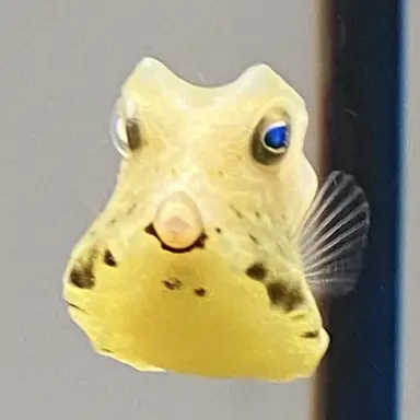 Profile image of 鰤ぶり子
