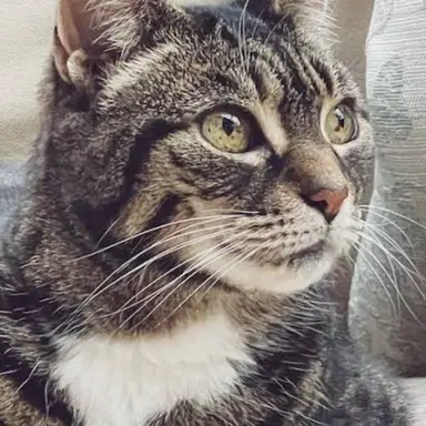 Profile image of Kiska