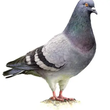 Profile image of 비둘