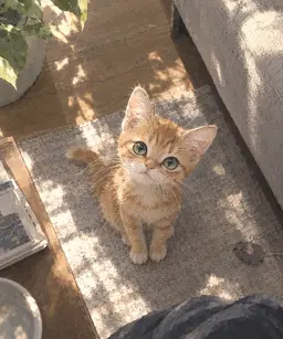 Profile image of Chibi